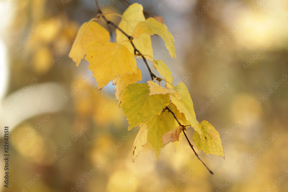 Obraz premium autumn leaves on tree