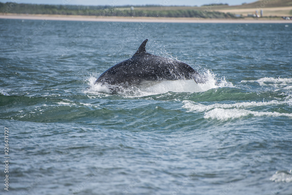 Fototapeta premium Dolphine