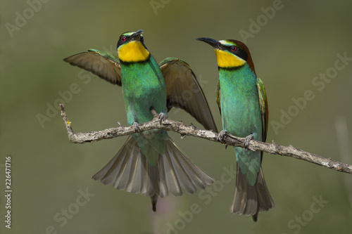 Bee-eater couple