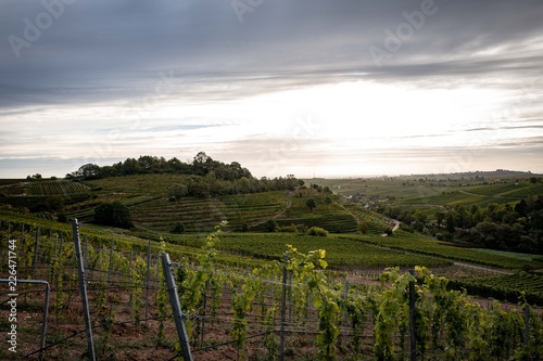 Wallpaper Mural Birkweiler Kastaniebusch Torontodigital.ca