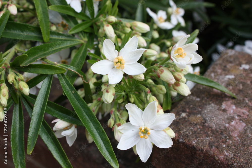 Fototapeta premium choisya macro