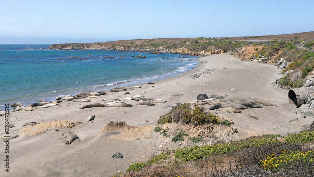 See-Elefanten am Elephant Seal Vista Point