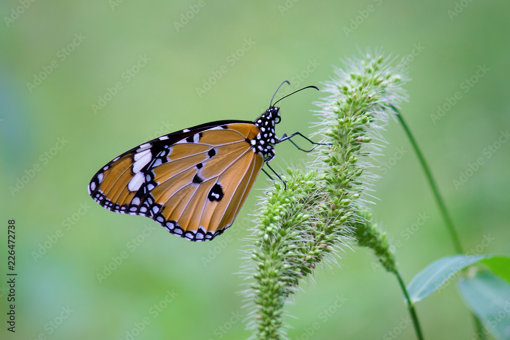 The Plain Tiger butterfly sitting on the flower plant with a nice soft background in its natural habitat The Plain Tiger butterfly sitting on the flower plant with a nice soft background in its natural habitat