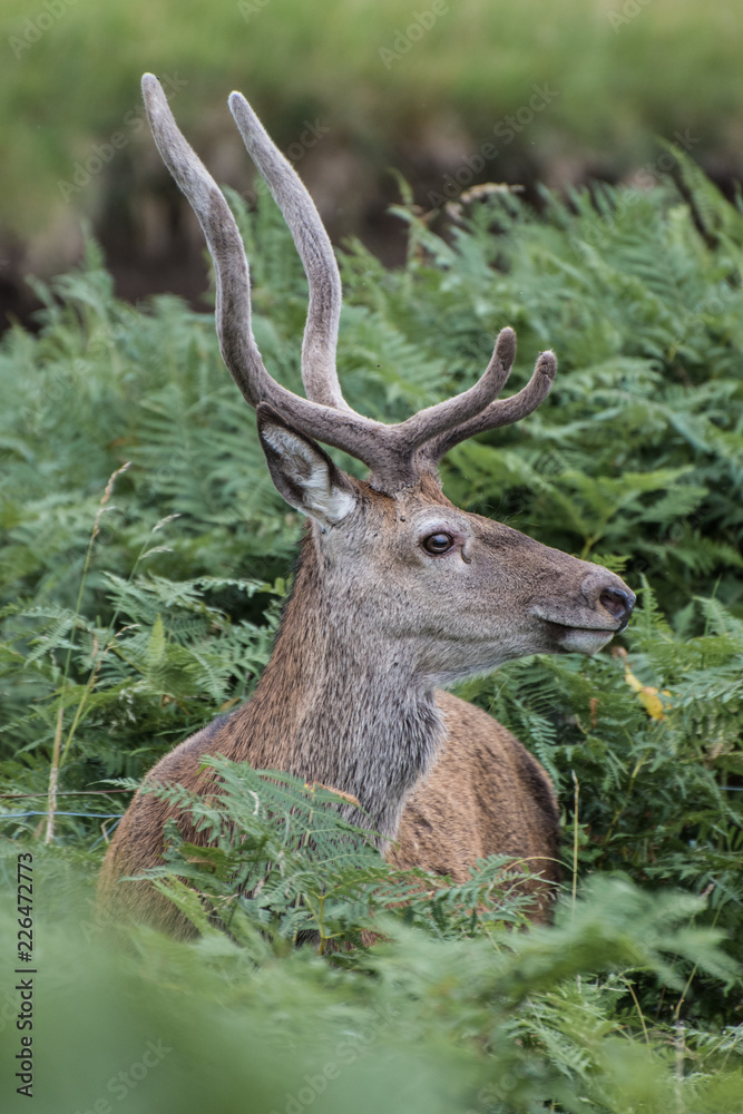 Red Deer