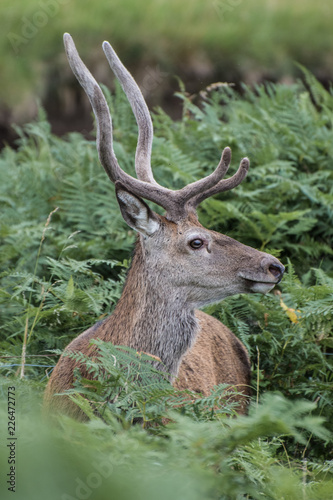 Red Deer © Toby