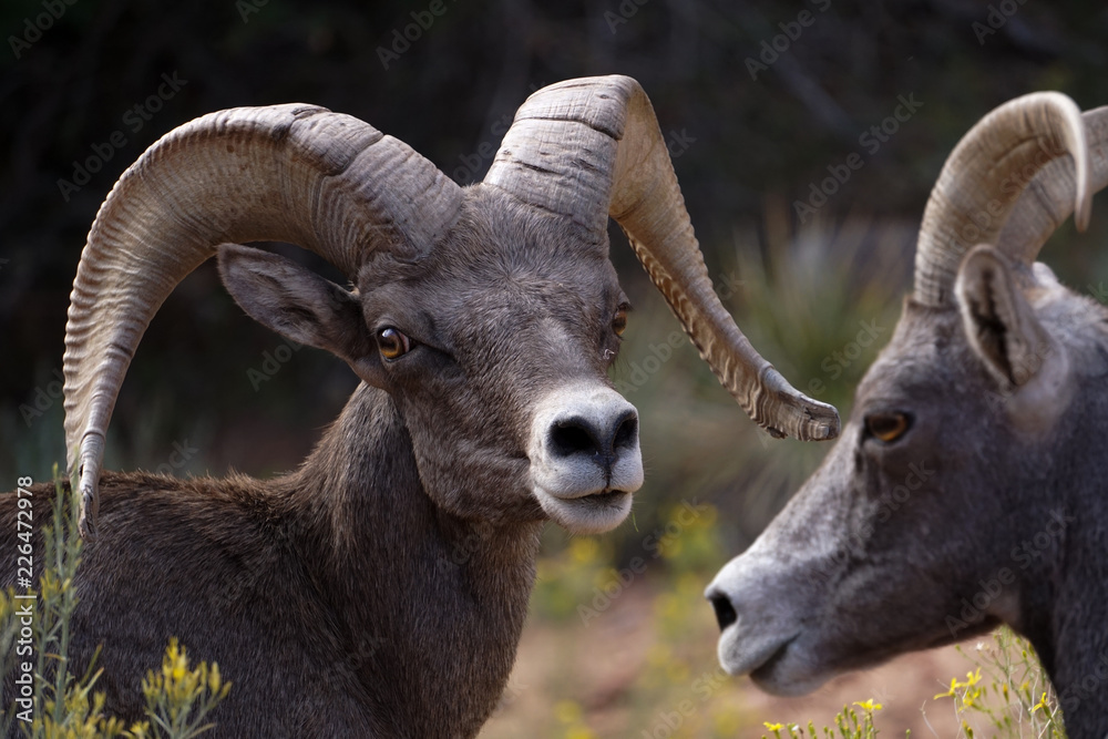 Bighorn sheep, Zion National Park, Utah