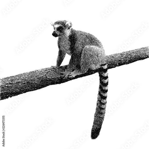 Lemur is sitting on a tree....