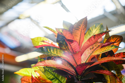  Codiaeum Mrs. Iceton in the flower shop. photo