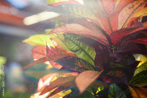  Codiaeum Mrs. Iceton in the flower shop. photo