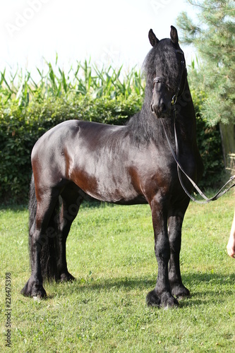 Obraz na plátně Horse