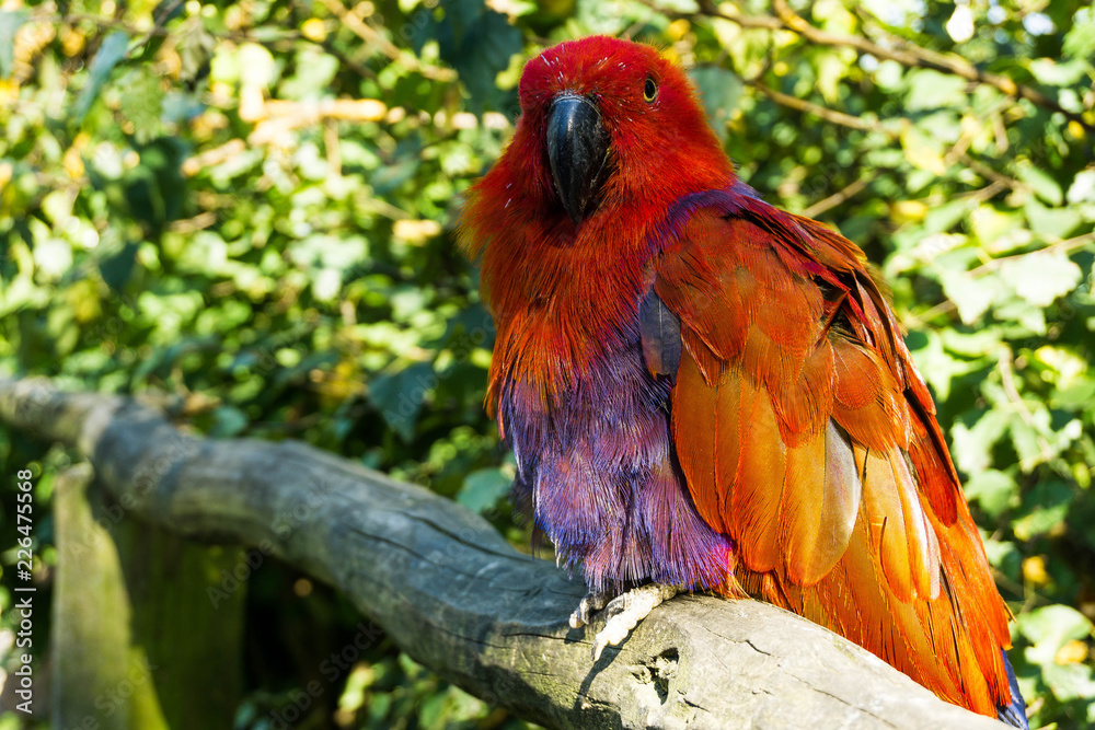 Obraz premium Papagei im Portrait