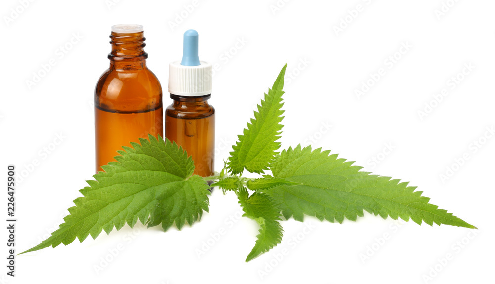 nettle essential oil isolated on white background. medical herbs. nettle essential oil isolated on white background. medical herbs.