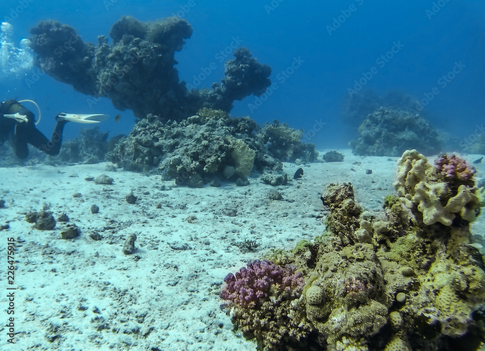 Naklejka premium Diver and coral reef with fish. Red sea, Egypt, Hurghada