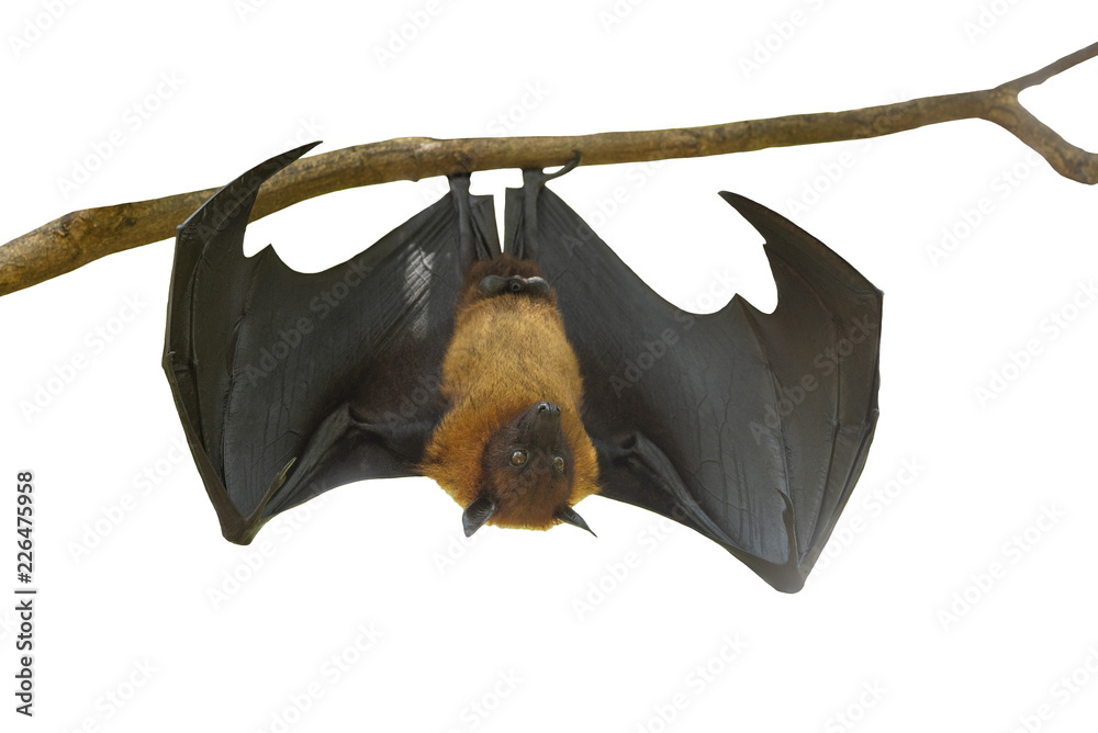 Foto de Bat hanging upside down from tree brances isolated on white  background (Lyle's flying fox; : Pteropus lylei) do Stock | Adobe Stock