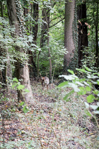 Junger Hirsch im Wald © boedefeld1969