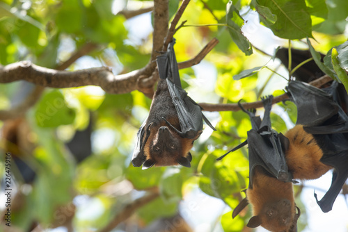 Bat hanging upside down from tree brances ( Lyle's flying fox; : Pteropus lylei)