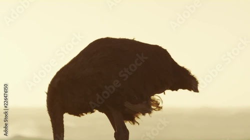 Ostrich in the Wild - South AFrica