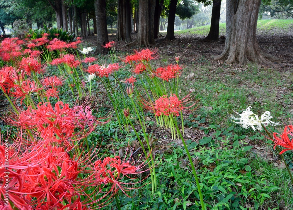 秋を知らせる彼岸花の花が咲く