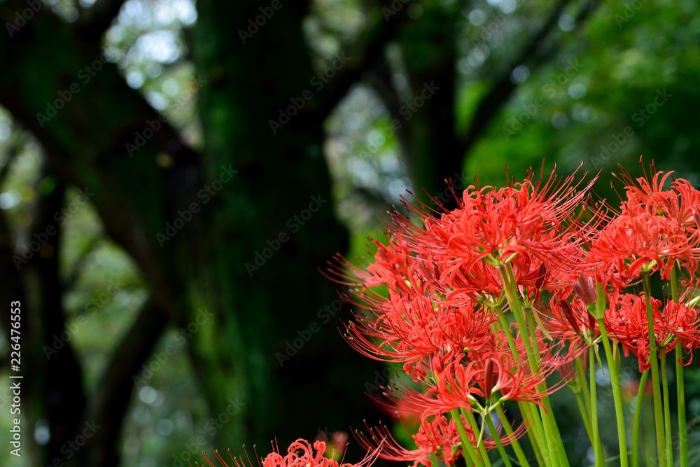 秋を知らせる彼岸花の花が咲く 秋を知らせる彼岸花の花が咲く