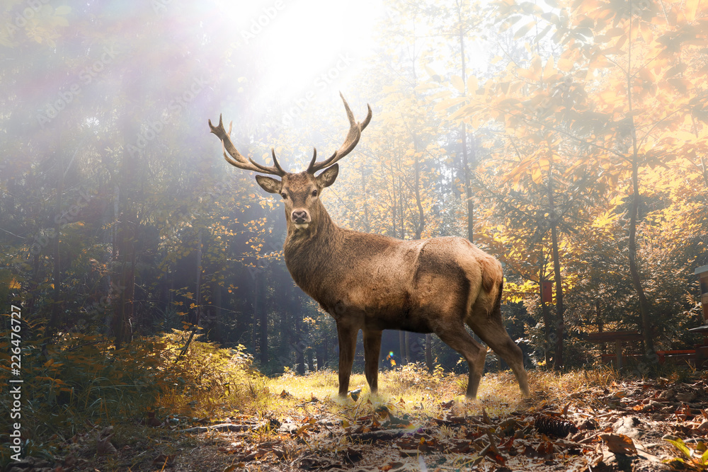 Fototapeta Dumny jeleń w mglistym lesie jesienią