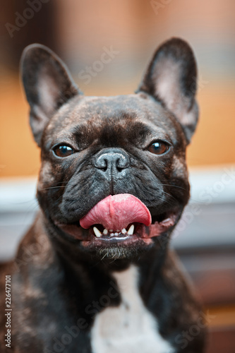 Fototapeta Naklejka Na Ścianę i Meble -  Portrait of a young French bulldog against a background of nature and green grass. A dog on a natural background.