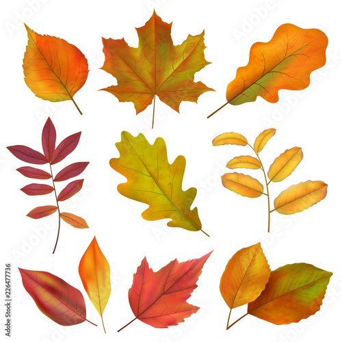 Autumn leaves. Realistic yellow and red fall leaf. Isolates vector set. Illustration of fall season, leaf collection realistic