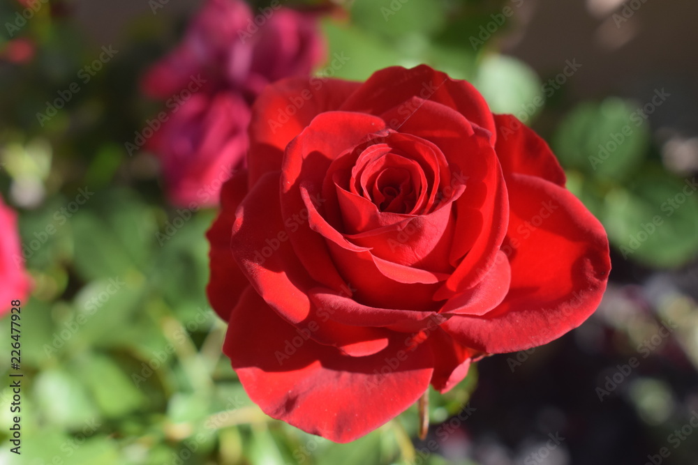 Blühende rote Rose Rosa als Symbol für Liebe, Valentinstag, Valentin Blühende rote Rose Rosa als Symbol für Liebe, Valentinstag, Valentin