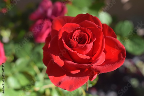 Bl  hende rote Rose Rosa als Symbol f  r Liebe  Valentinstag  Valentin