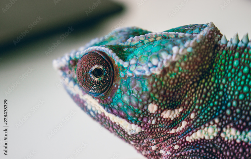 Fototapeta premium chameleon on white background