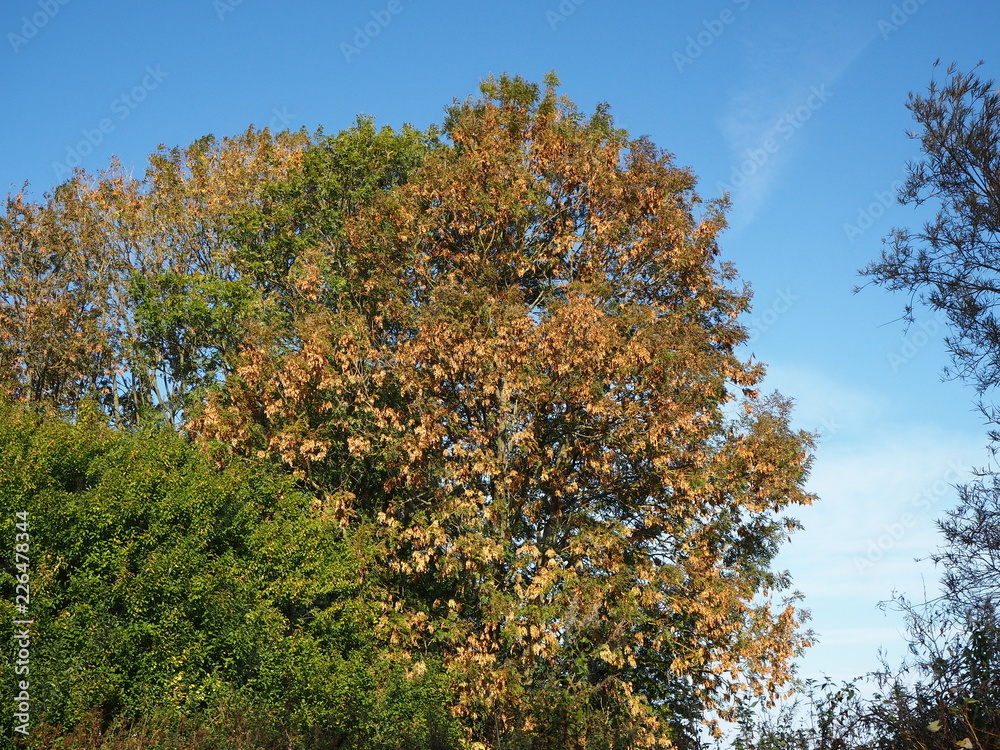 Ash tree with brown keys in autumn and a blue sky