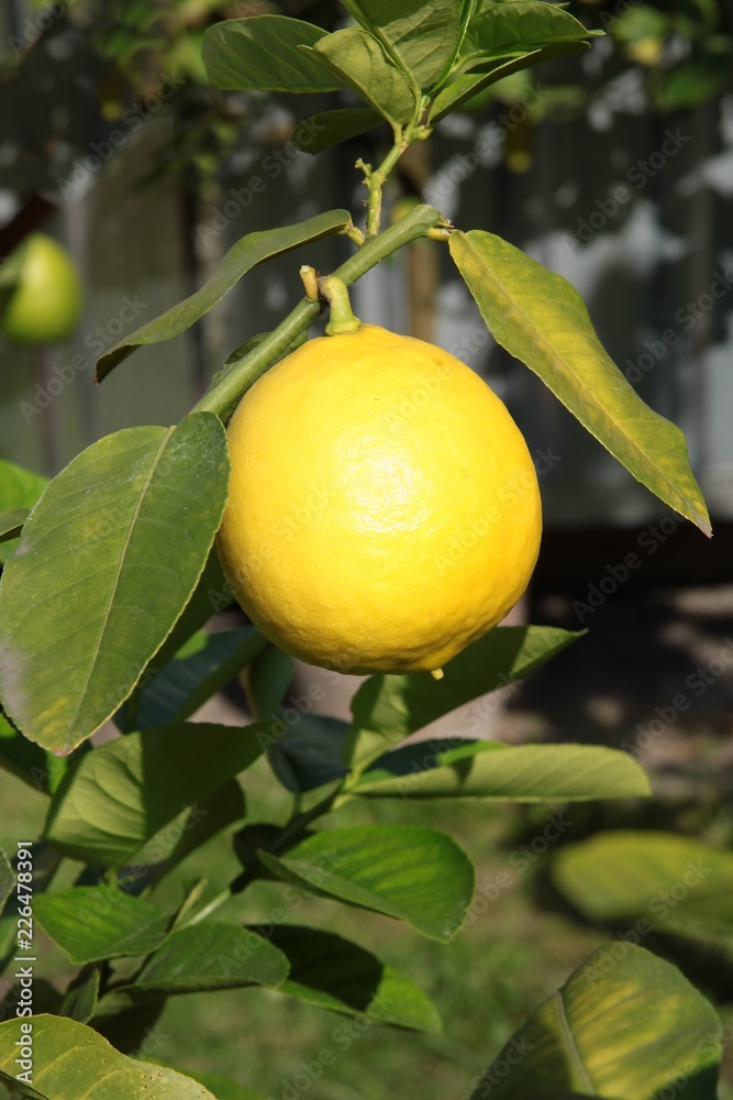 citrus fruits on citrus tree