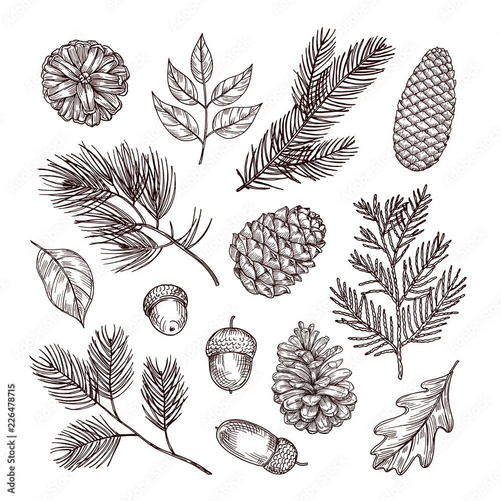 Sketch fir branches. Acorns and pine cones. Christmas, winter and autumn forest elements. Hand drawn vintage vector isolated set. Illustration of nature decoration drawing fir - obrazy, fototapety, plakaty 