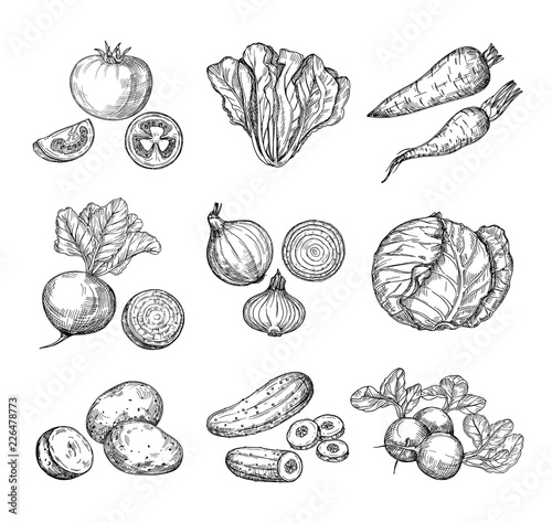 Sketch vegetables. Fresh tomato, cucumber and carrots, potatoes. Hand drawn onions, radish and cabbage. Garden vegetable vector set of tomato and potato, organic fresh food illustration