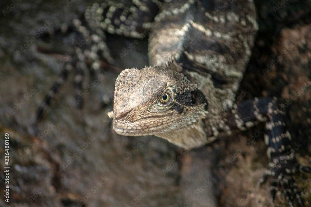 Obraz premium lizard on rock