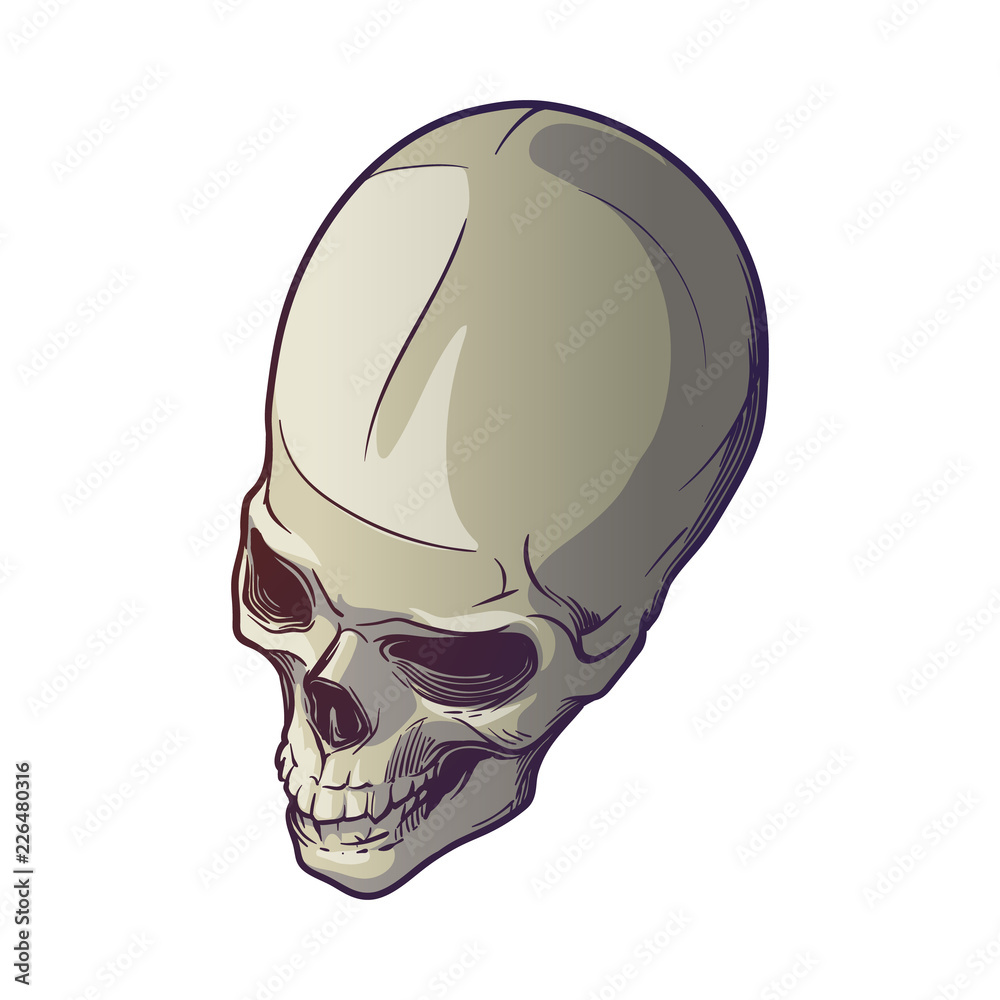 Human Skull hand drawing. Top angle. Linear drawing painted in 3 shades, isolated on white background. EPS10 vector illustration Human Skull hand drawing. Top angle. Linear drawing painted in 3 shades, isolated on white background. EPS10 vector illustration