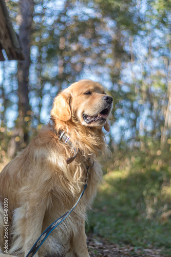 Golden retriever in forest