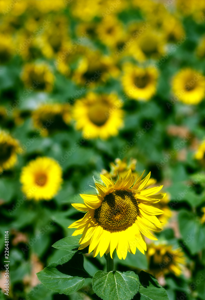 GIRASOL AISLADO GIRASOL AISLADO