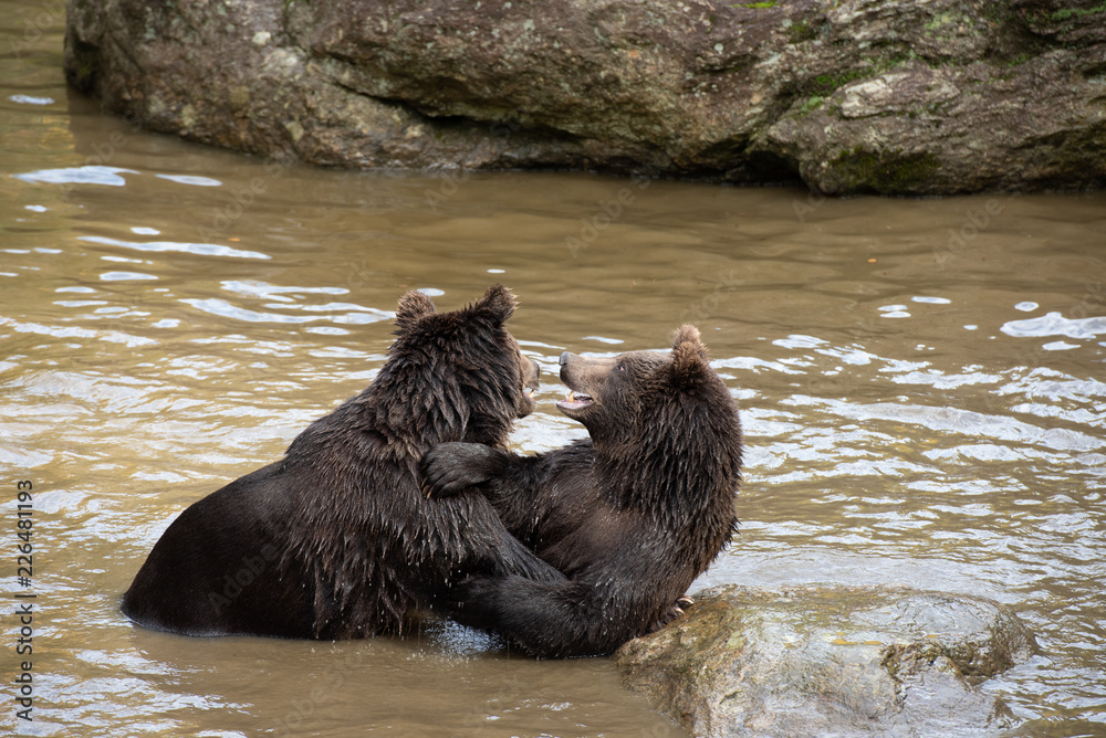 Two brown bears are playing fight in the water in Bayerischer Wald National Park, Germany
