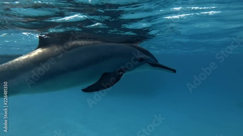 A man swims with a pod of Spinner dolphins - Stenella longirostris swims in the blue water. Underwater shot, Low-angle shot    photo