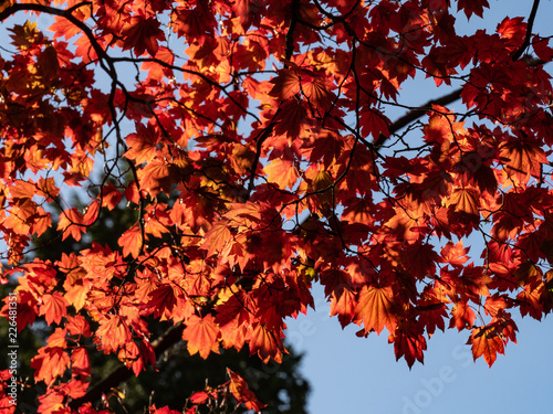 Red acer in the air