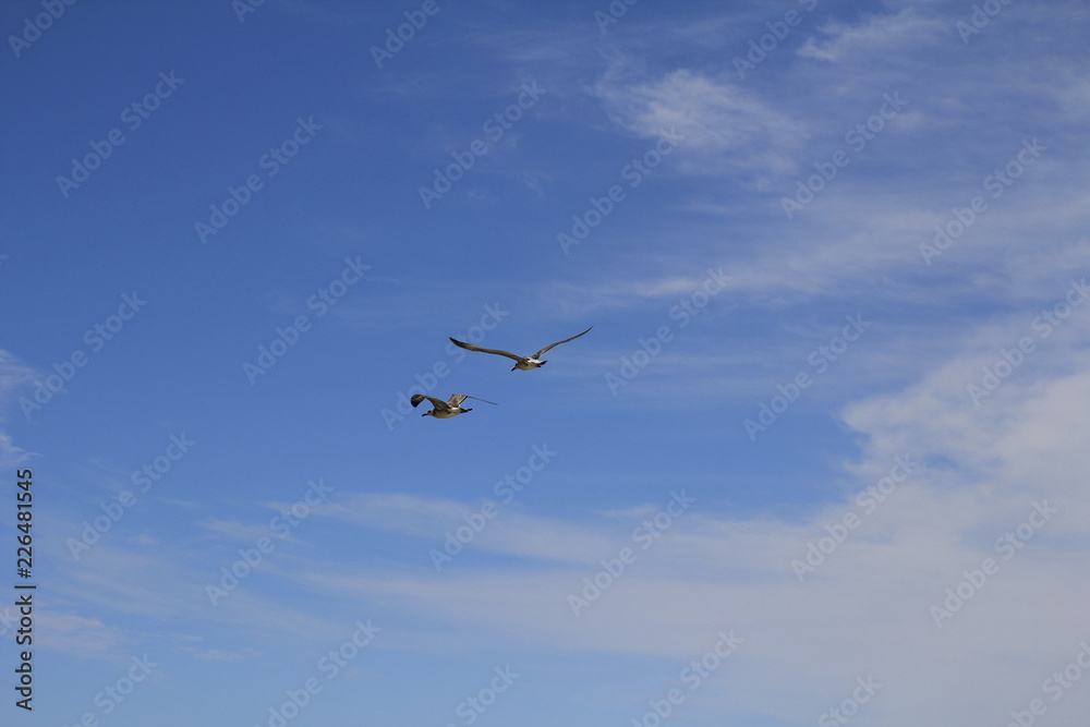 Two seagulls are flying in the blue sky. Two seagulls are flying in the blue sky.