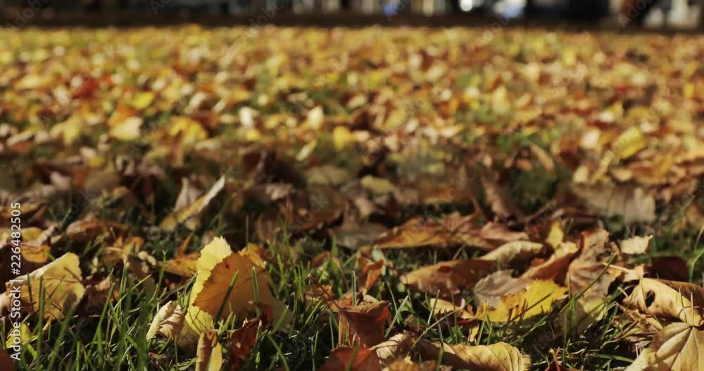 Autumn leaves falling and sun shining through fall leaves. Beautiful landscape background. Autumn leaves falling and sun shining through fall leaves. Beautiful landscape background.