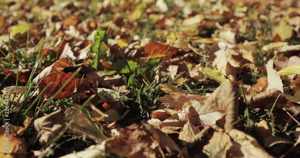 Autumn leaves falling and sun shining through fall leaves. Beautiful landscape background. Autumn leaves falling and sun shining through fall leaves. Beautiful landscape background.