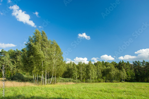 Green meadow, forest and sky