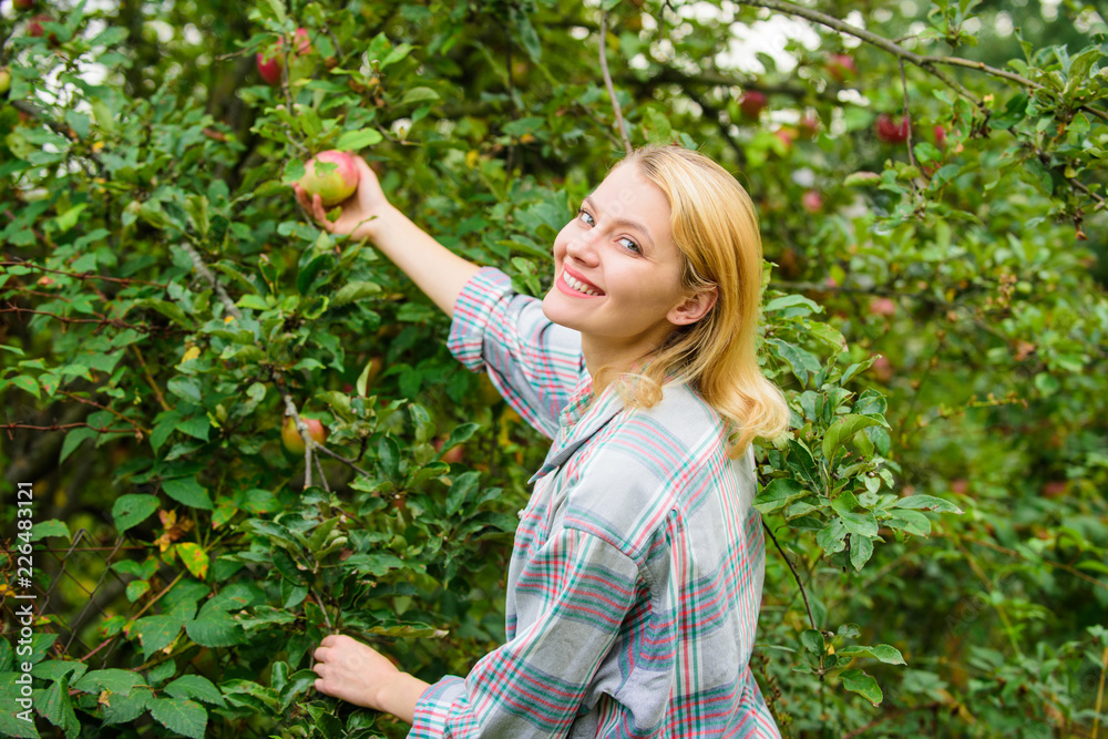 Woman hold ripe apple tree background. Farm producing organic eco friendly natural product. Girl gather apples harvest garden autumn day. Farmer lady picking ripe fruit from tree. Harvesting concept Woman hold ripe apple tree background. Farm producing organic eco friendly natural product. Girl gather apples harvest garden autumn day. Farmer lady picking ripe fruit from tree. Harvesting concept
