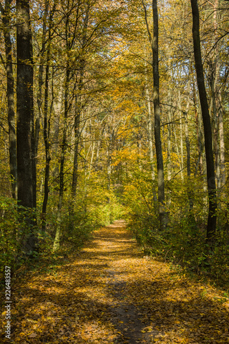 Path through the autumn forest © darekb22