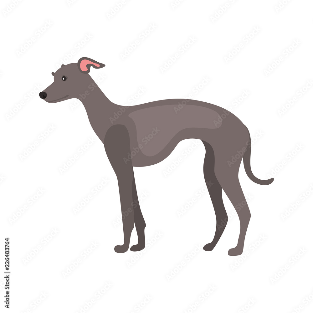 Italian greyhound dog color vector icon. Flat design