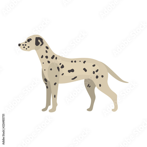 Dalmatian dog color vector icon. Flat design