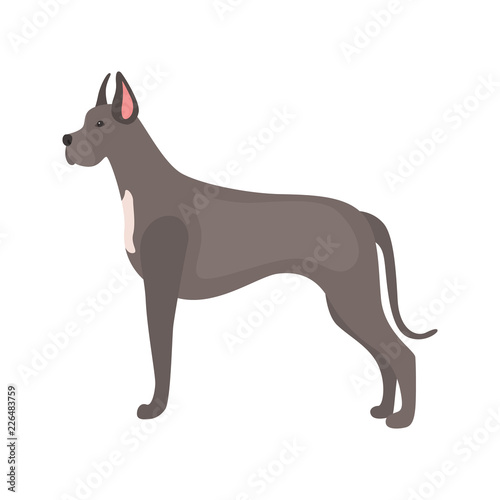 German dog color cector icon. Flat design