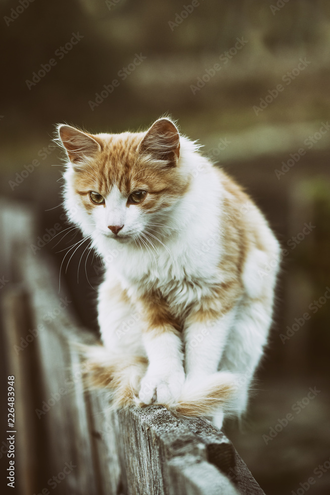 Beautiful white cat walking on wooden fence under the blue summer sky